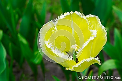 Close up of yellow tulip flower on blurred green background Stock Photo