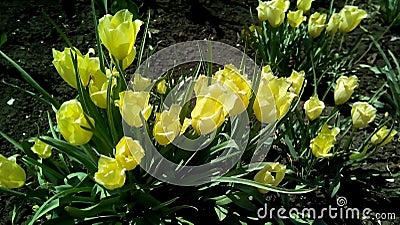 Close-up with yellow tulips against the background of green leaves and dark earth. Stock Photo