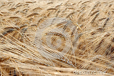 Close-up of yellow wheat plants waving in the wind at sunset Stock Photo