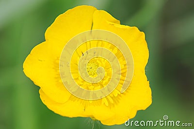 Close Up of a Yellow Wild Flower Stock Photo