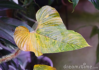 Close up of a yellowing leaf of Philodendron Serpens Stock Photo