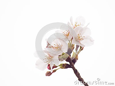 Close up of Yoshino cherry tree blossom in full bloom Stock Photo