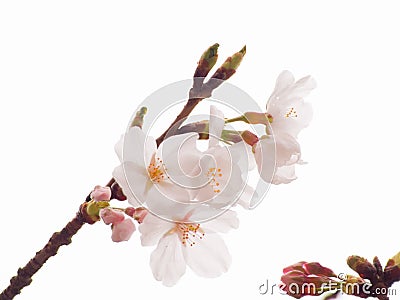 Close up of Yoshino cherry tree blossom in full bloom Stock Photo