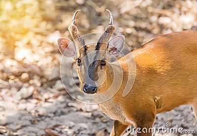 Close up young barking deer Muntiacus muntjak Stock Photo