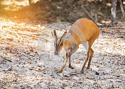 Close up young barking deer Muntiacus muntjak Stock Photo