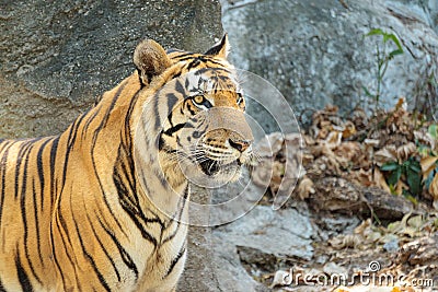 Close up young beautiful great male Indochinese tiger Panthera tigris corbetti in zoo.Adorable big feline wildcat Indochinese ti Stock Photo