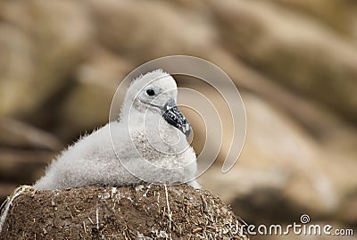 Close-up of a young Black-browed Albatross chick Stock Photo