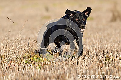 Black Labrador running across a field Stock Photo