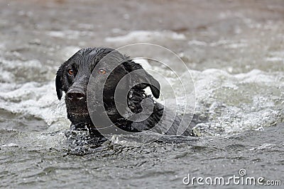 Black Labrador swimming Stock Photo