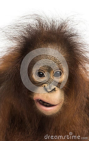 Close-up of a young Bornean orangutan making a face Stock Photo