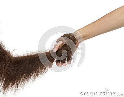 Close-up of a young Bornean orangutan's hand holding a human hand Stock Photo