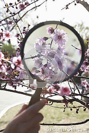 Close up of young boys hand holding a magnifying glass over a cherry blossom in the park in springtime Stock Photo