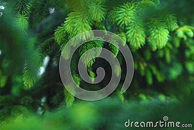 Close-up of young branches of a Christmas tree. Textural plant background Stock Photo