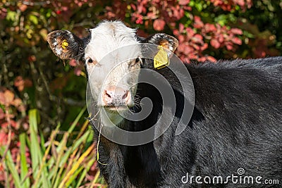 Close up of a young calf Stock Photo
