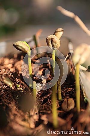 Close Up of a Young Coffee Plant Sprout Seedling from the Ground with Sunlight. Stock Photo