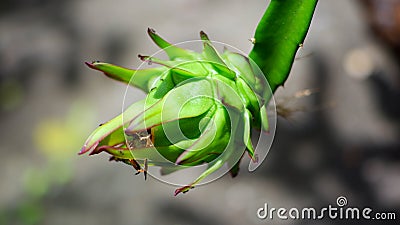 Close Up, Young Dragon Fruit Shoots Are Green Stock Photo