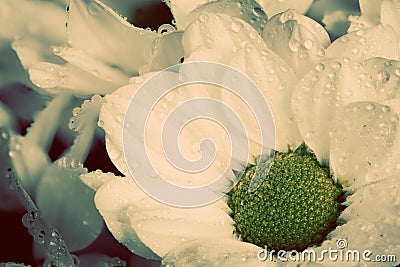 Close-up of young fresh flowers in spring. Vintage Stock Photo