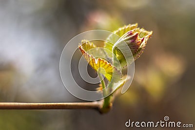 Close-up of young grape leaves on vine trunk. Stock Photo