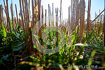 Close-up of young grass growing among the mown grass Stock Photo