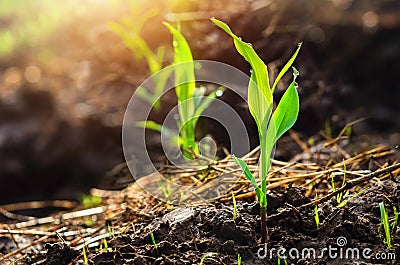 close up young green corn seedling grows with sunshine in culti Stock Photo