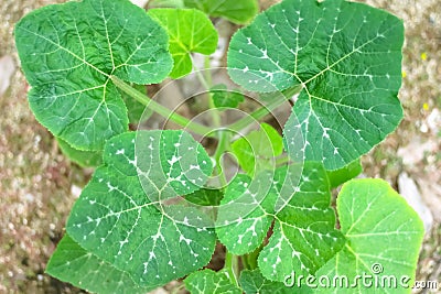 Young green pumpkin leaf or cucurbita maxima duchesne tree Stock Photo