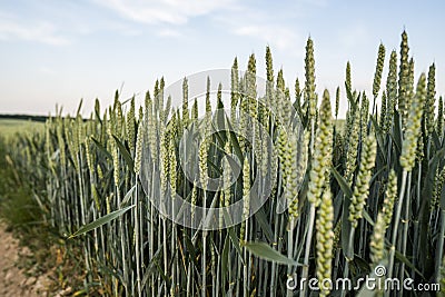 Close up on young green wheat ears on a beautiful field. Ripening ears wheat. Agriculture. Natural product. Stock Photo