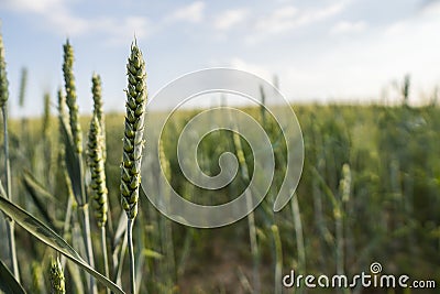 Close up on young green wheat ears on a beautiful field. Ripening ears wheat. Agriculture. Natural product. Stock Photo