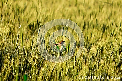 close up of young green wheat on the field,wheat on bird,sparrow Bird on wheat field Stock Photo