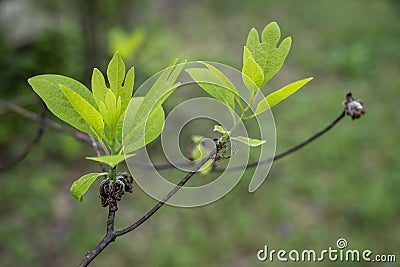 Close-up of young leaves of the sassafras tree in springtime. Stock Photo