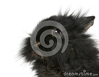 Close-up of young Lionhead rabbit, 2 months old Stock Photo