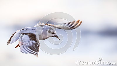 Close up of a young little gull Stock Photo