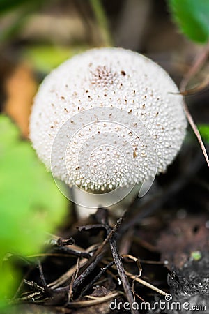 Close up of young Lycoperdon perlatum mushroom known as common puffball. Stock Photo