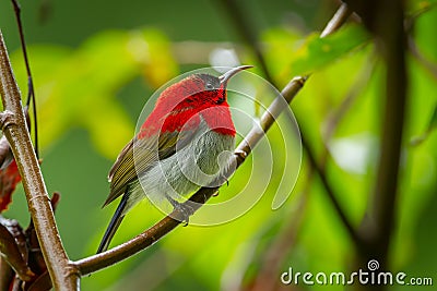 Close up of Young male Crimson Sunbird Stock Photo