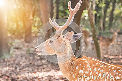 Close up young male sika deers or spotted deers or Japanese deers Cervus nippon Stock Photo