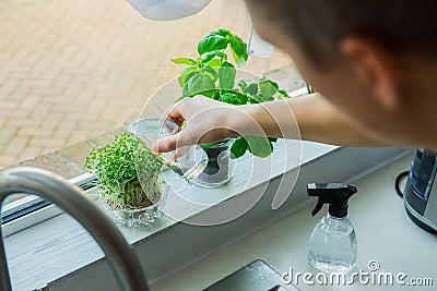 Close up Young Man watering home gardening on the kitchen windowsill. Pots of herbs with basil and watercress sprouts. Home Stock Photo