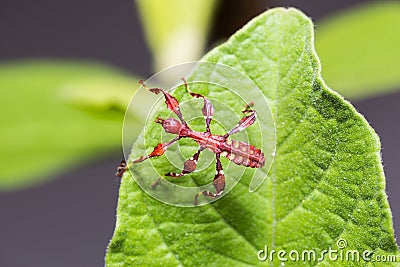 Young leaf insect Phyllium westwoodi Stock Photo