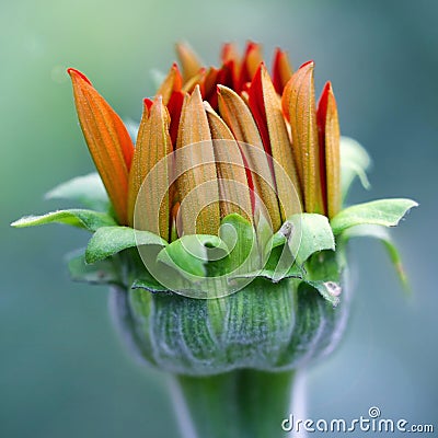 Close up of a young orange flower Stock Photo