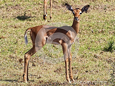 Very alert Juvenile Oribi antelope looking to camera Stock Photo
