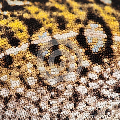 Close-up of THE SKIN Young Panther Chameleon skin, Furcifer pardalis Stock Photo