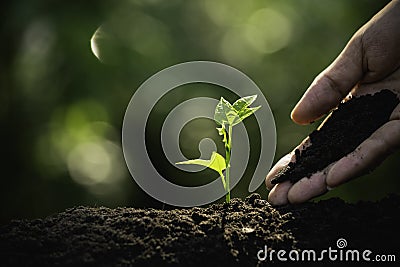 Close-up young plant growing in the soil concept save nature or agriculture on soft green tree background Stock Photo