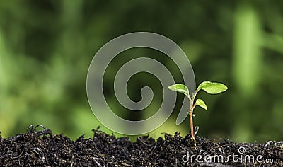 Close up of young plant sprouting from the ground with green bokeh background Stock Photo