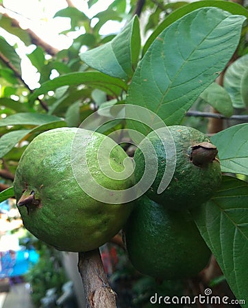 Close up of young and almost ripe guavas still on the tree. Stock Photo