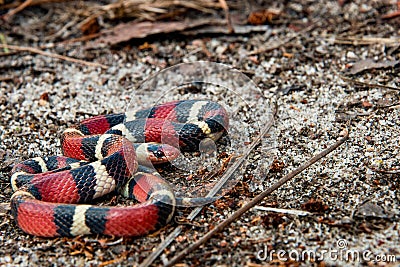 Juvenile Scarlet Kingsnake Stock Photo