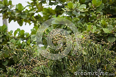 Close up of Young Small longan fruit Stock Photo