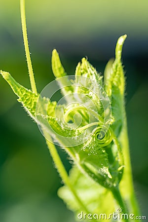 Close-up of a young small tendril of cucumber with a green fresh leaf Stock Photo