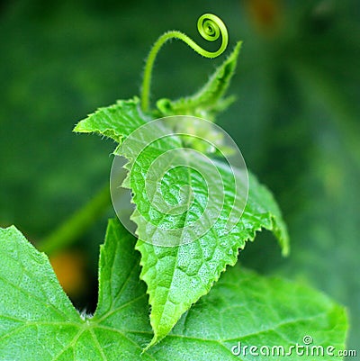 Close-up of a young small tendrill of cucumber Stock Photo