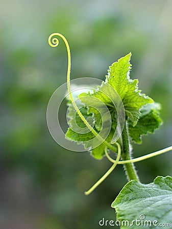 Close-up of a young small tendrill of cucumber Stock Photo