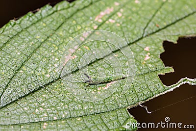 Tabby Pseudergolis wedah butterfly caterpillar Stock Photo