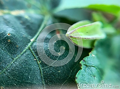 Close up of young trailing abutilon flower Stock Photo