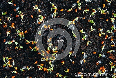 Close up of young watercress salad sprouts Stock Photo